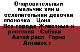 Очаровательный мальчик хин и ослепительная девочка японочка › Цена ­ 16 000 - Все города Животные и растения » Собаки   . Алтай респ.,Горно-Алтайск г.